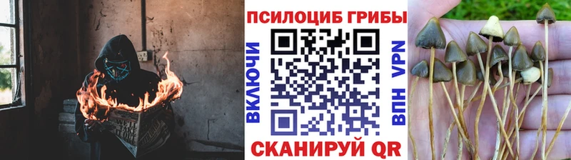 что такое   Зуевка  Галлюциногенные грибы Psilocybine cubensis 